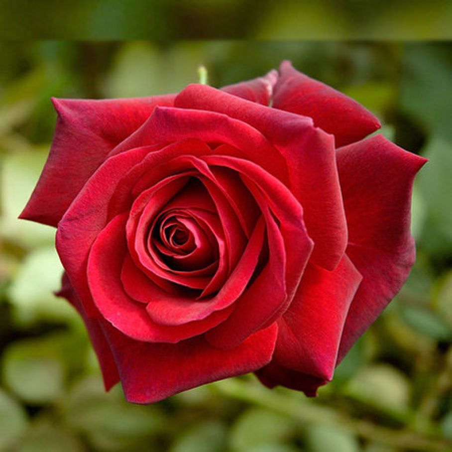 фото розы ред берлин