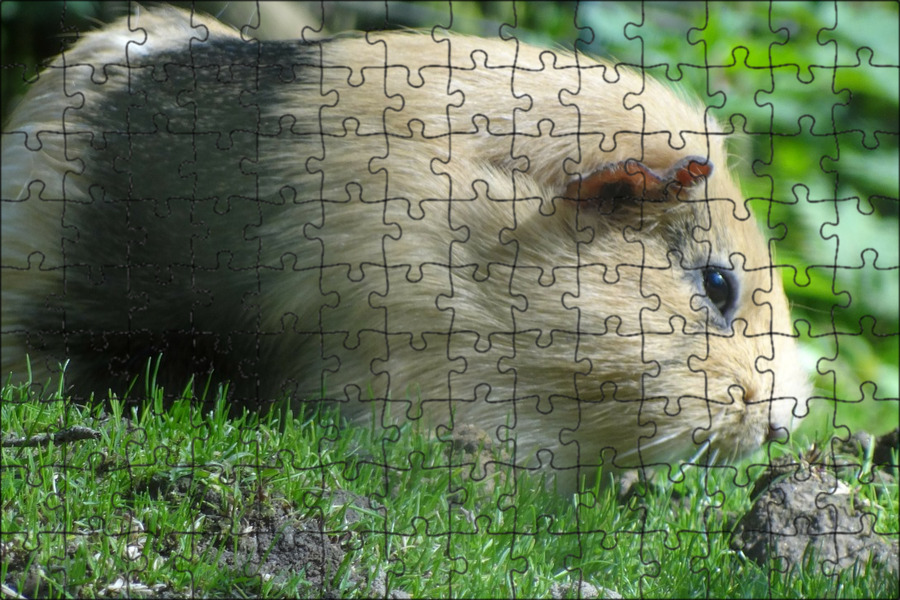 Qué hierbas cultivar para alimentar a roedores Guinea pig, Roedores, Hierbas