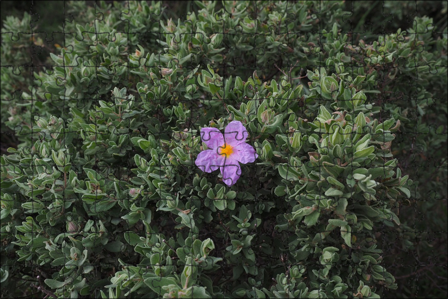 File:Cistus ladanifer RJB.jpg - Wikimedia Commons