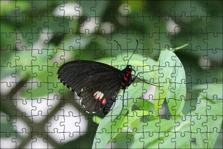Бабочка черный глянец. Черный Кардинал бабочка. Чёрная бабочка насекомое. Черный мотылек. Черная ночная бабочка.