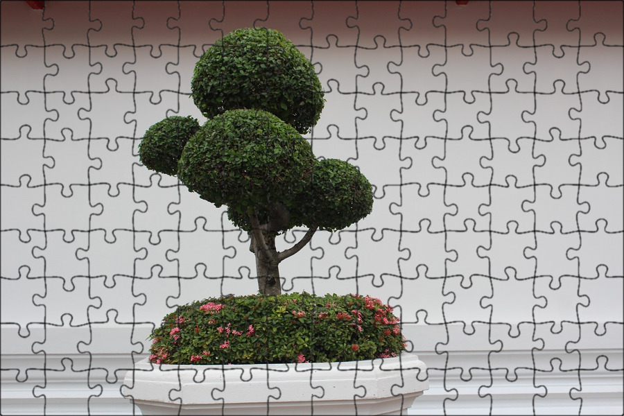 Pin on bonsai Bonsai tree, Bonsai tree care, Maple bonsai
