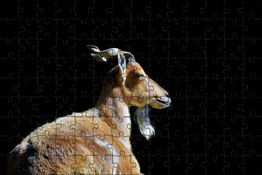 Сибирский горный козел самка. Дикая козочка 6 букв. Ram sheep. Антилопа козел. Дикая коза дикая коза.