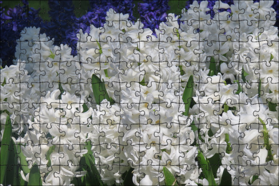 Луковицы купить по выгодной цене в интернет-магазине OZON (1217112129)