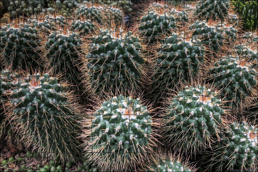 кактус цветной. кактус грандипахус. кактусовые кактусы. кактусовые cactaceae. опунция неколючая.