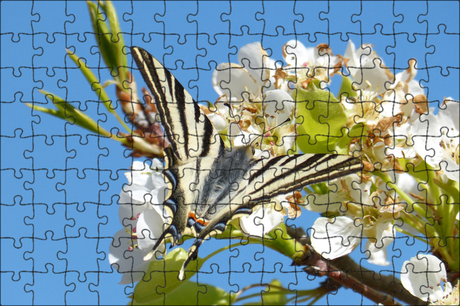 Fetching butterflies pixwox Fetching butterflies pixwox