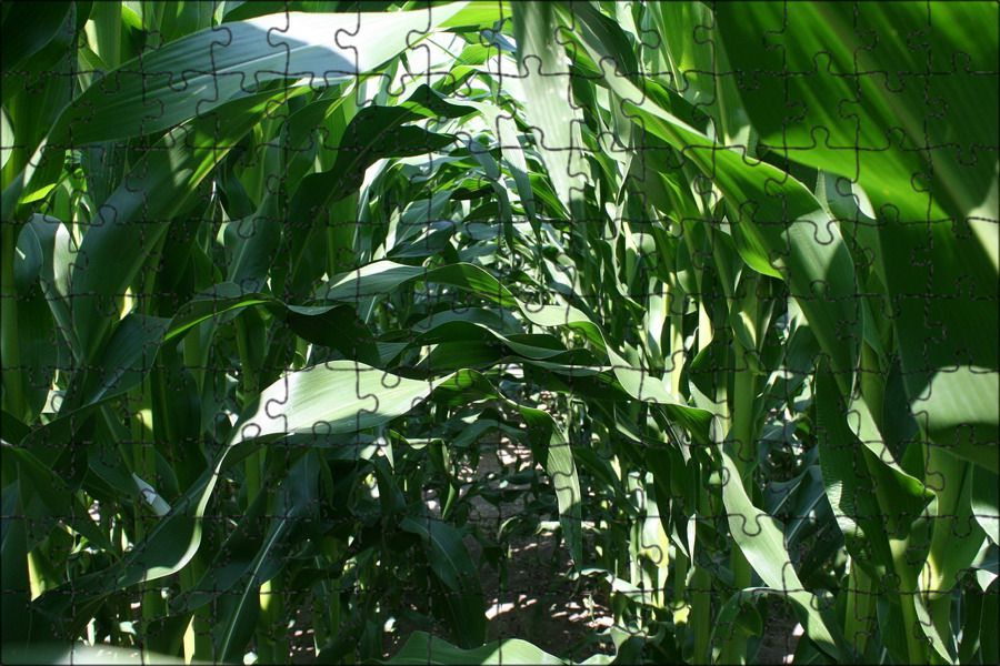Кукурузные листья купить. Лист кукурузы. Кукурузные листья. Листья кукурузы картинки. Сухие листья кукурузы.