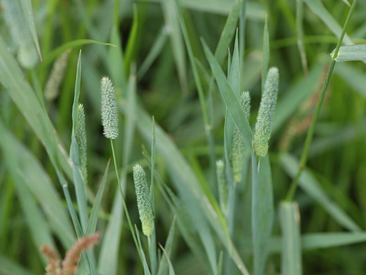 Тимофеевка Луговая (Phleum pratense)