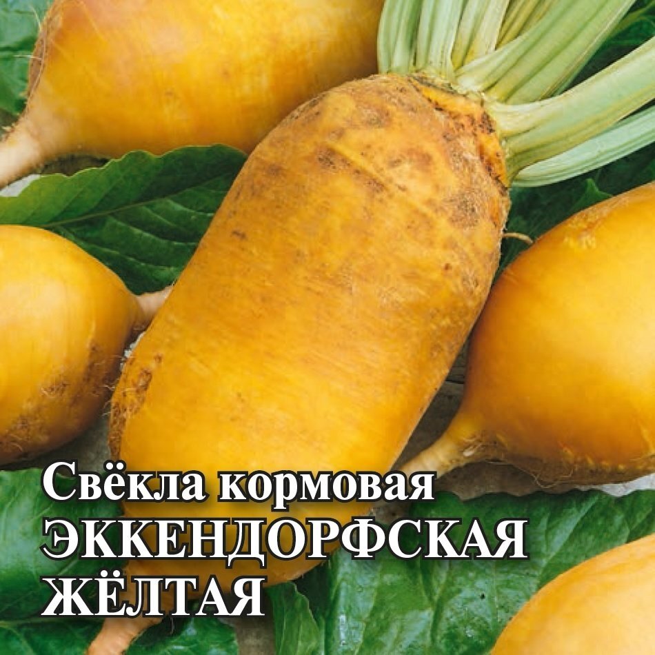 Купить Семена Свеклы Кормовой Эккендорфская Желтая