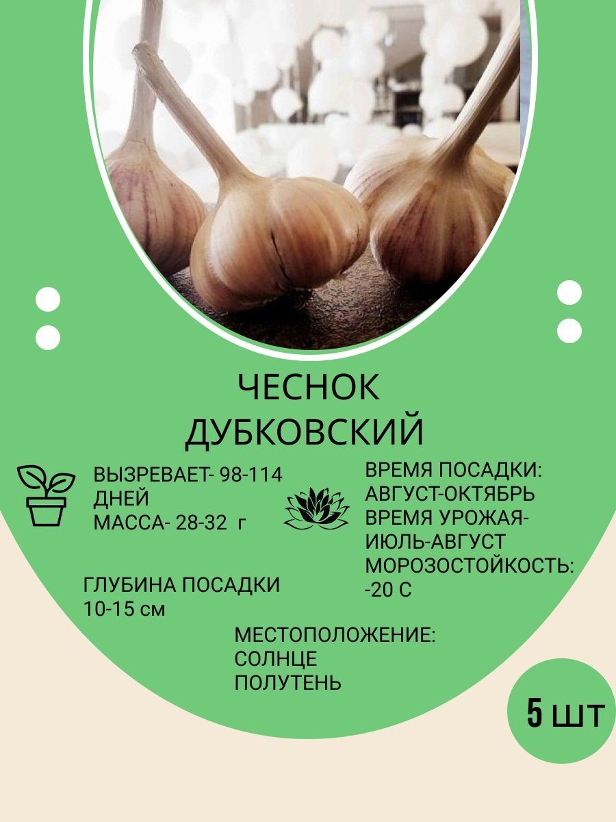 Когда сажать озимый чеснок в башкирии. Чеснок рассада.