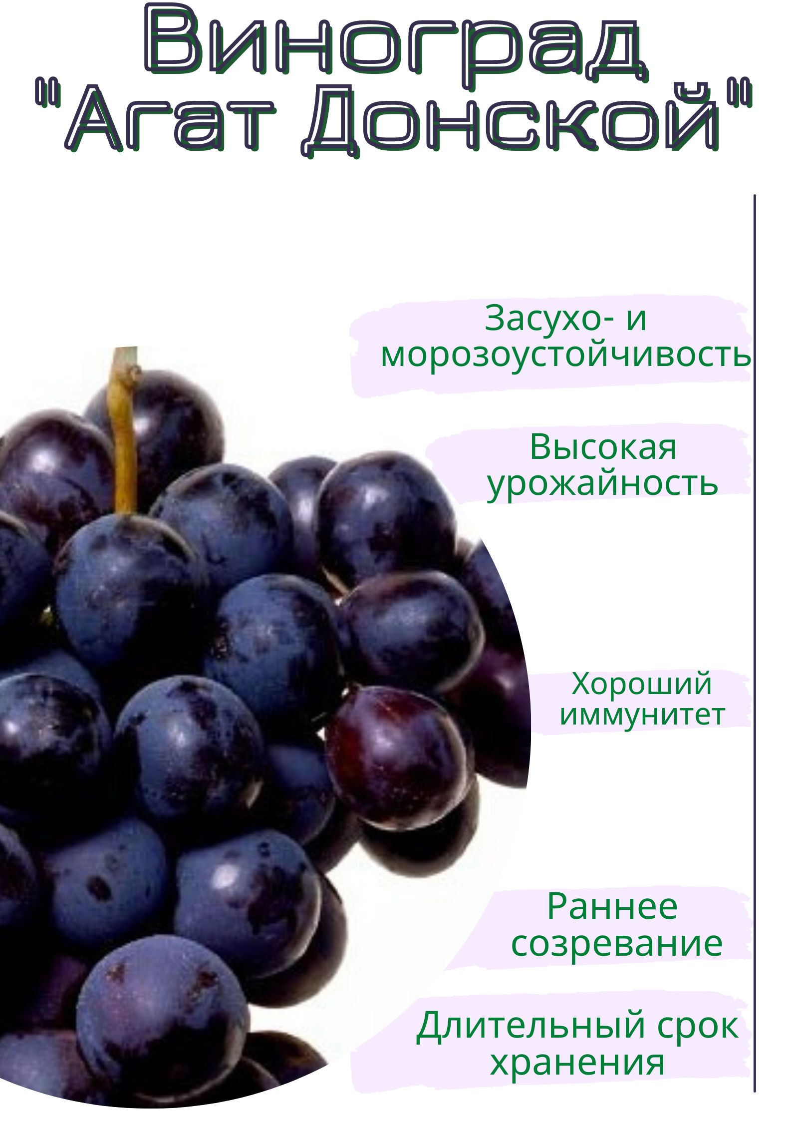 посланник виноград описание сорта фото отзывы форум