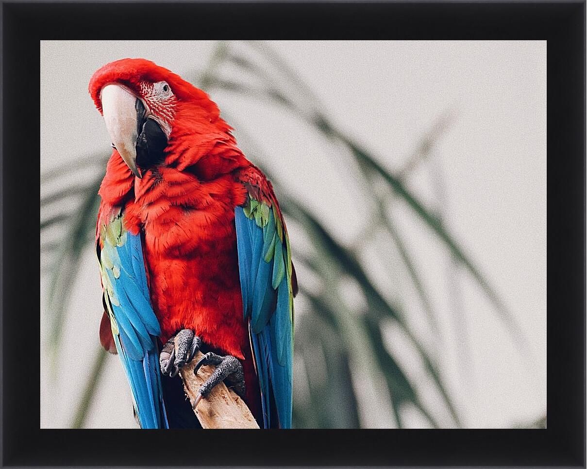 Macaw s holidays. Сельва амазон птица. Попугай паррот. Попугай ара. Золотистый ара.