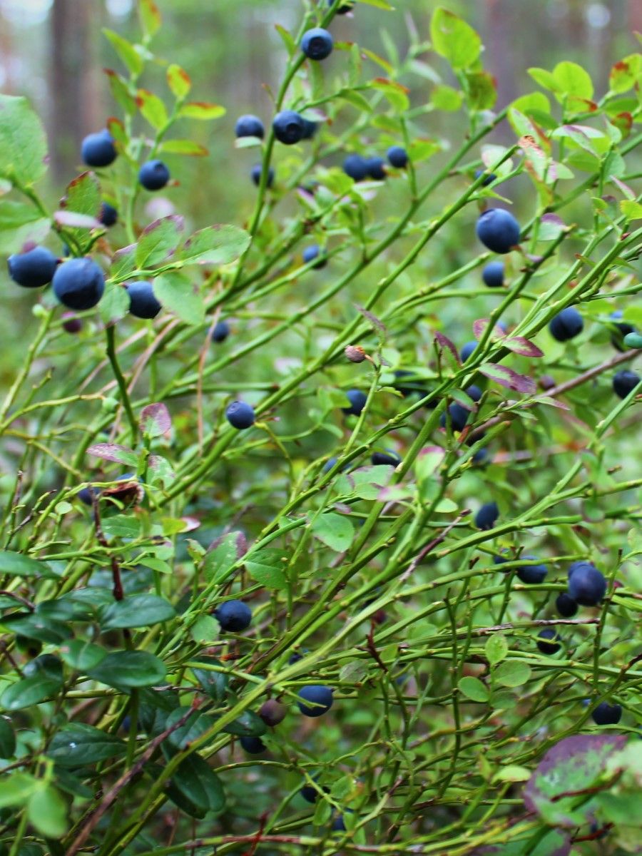 Семена Черника обыкновенная (Vaccinium myrtillus), 40 штук