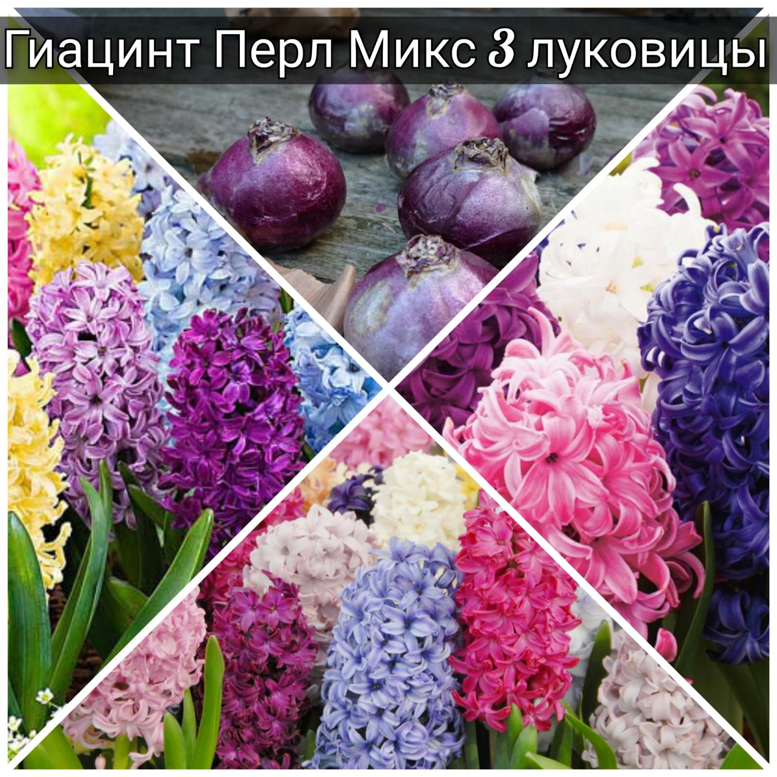 Гиацинт Hyacinthus Mix