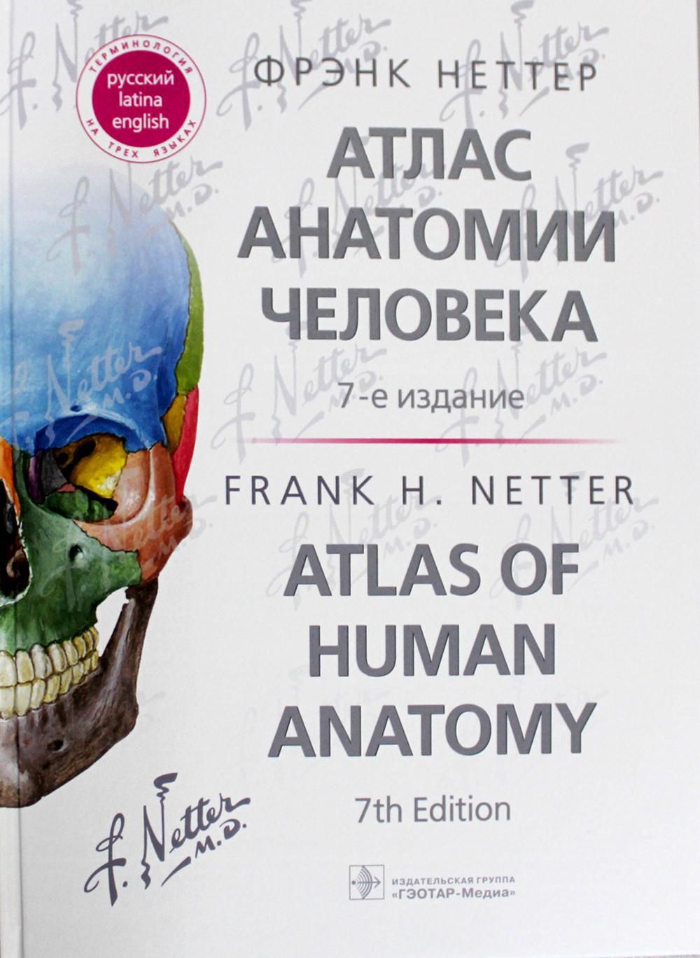 Неттер атлас анатомии