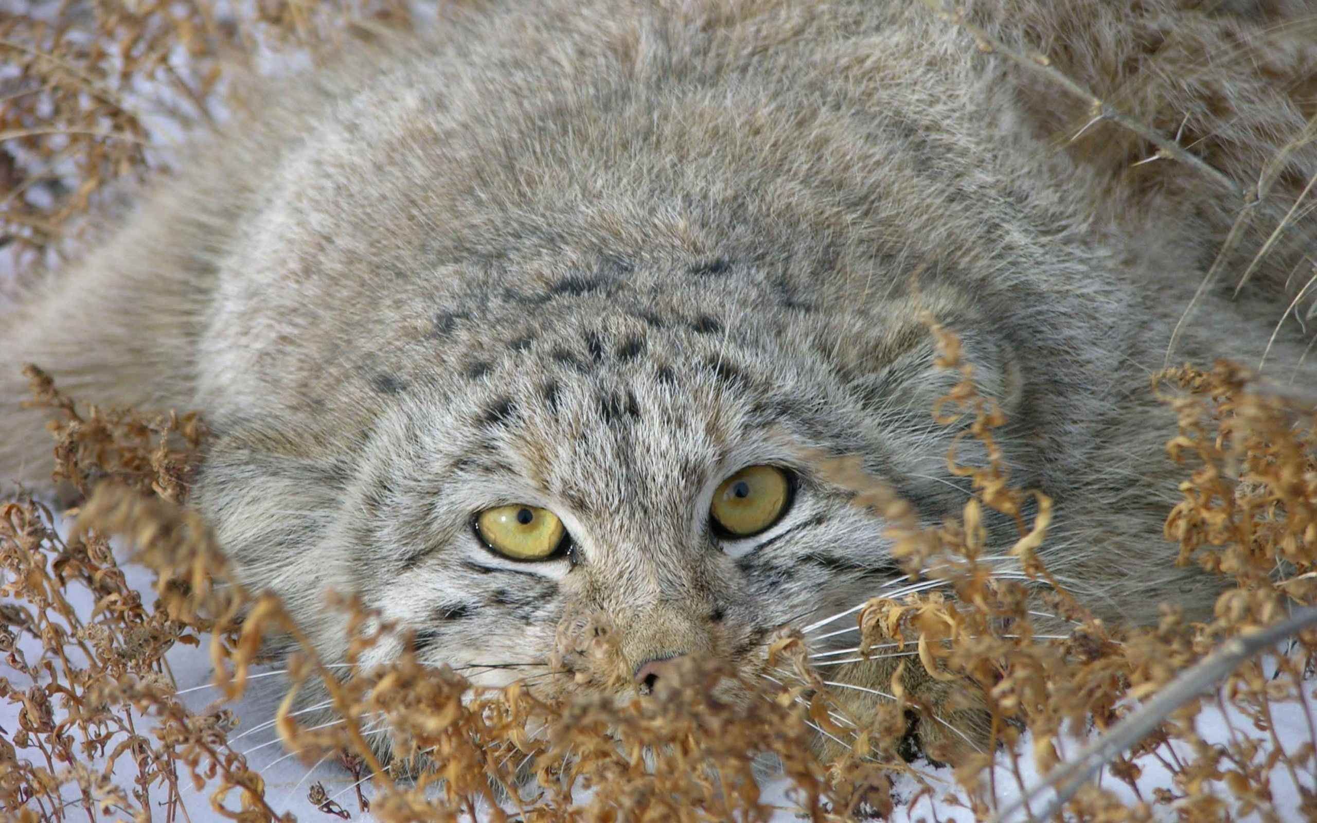 Манул дикая кошка