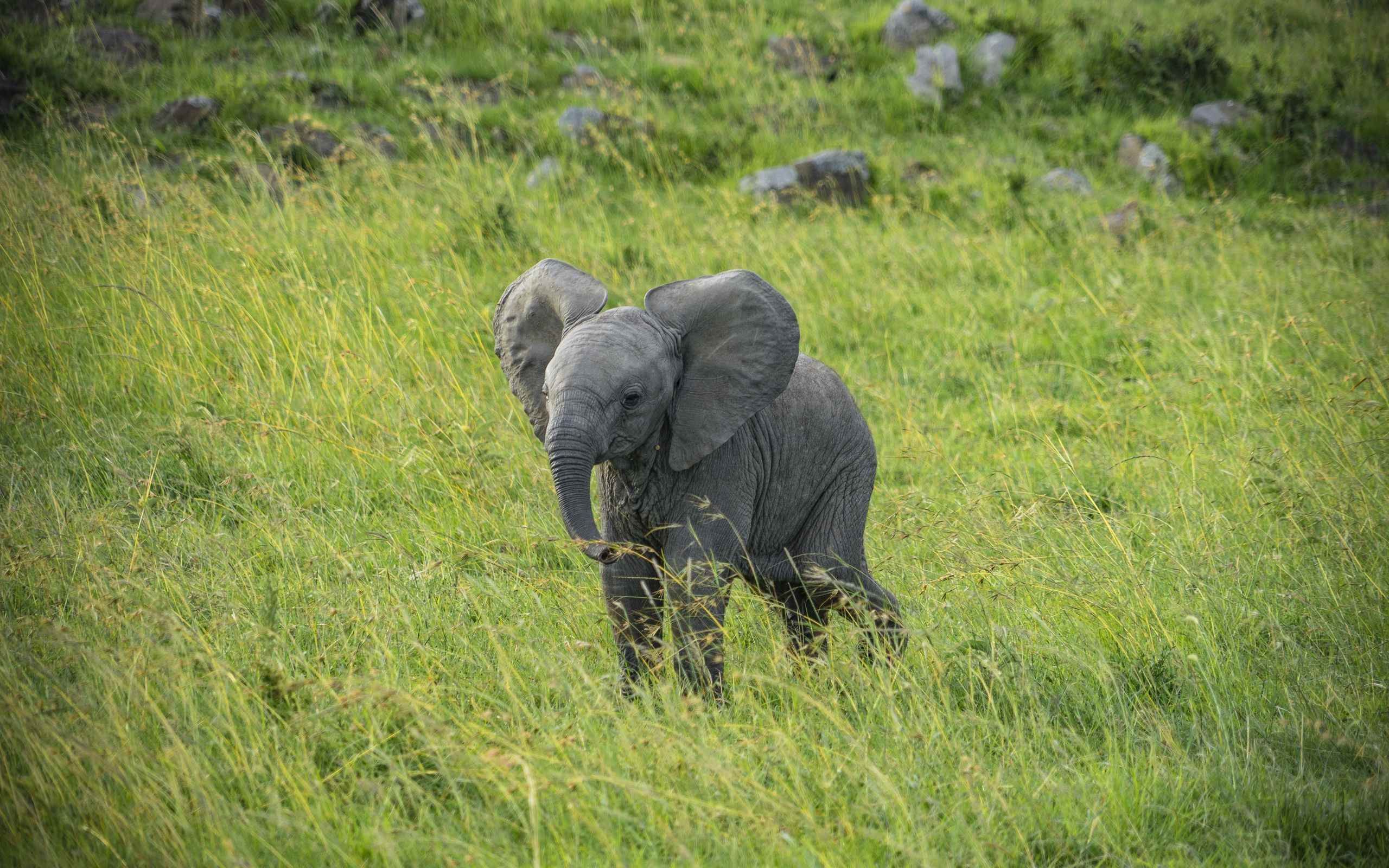 Слонёнок в траве