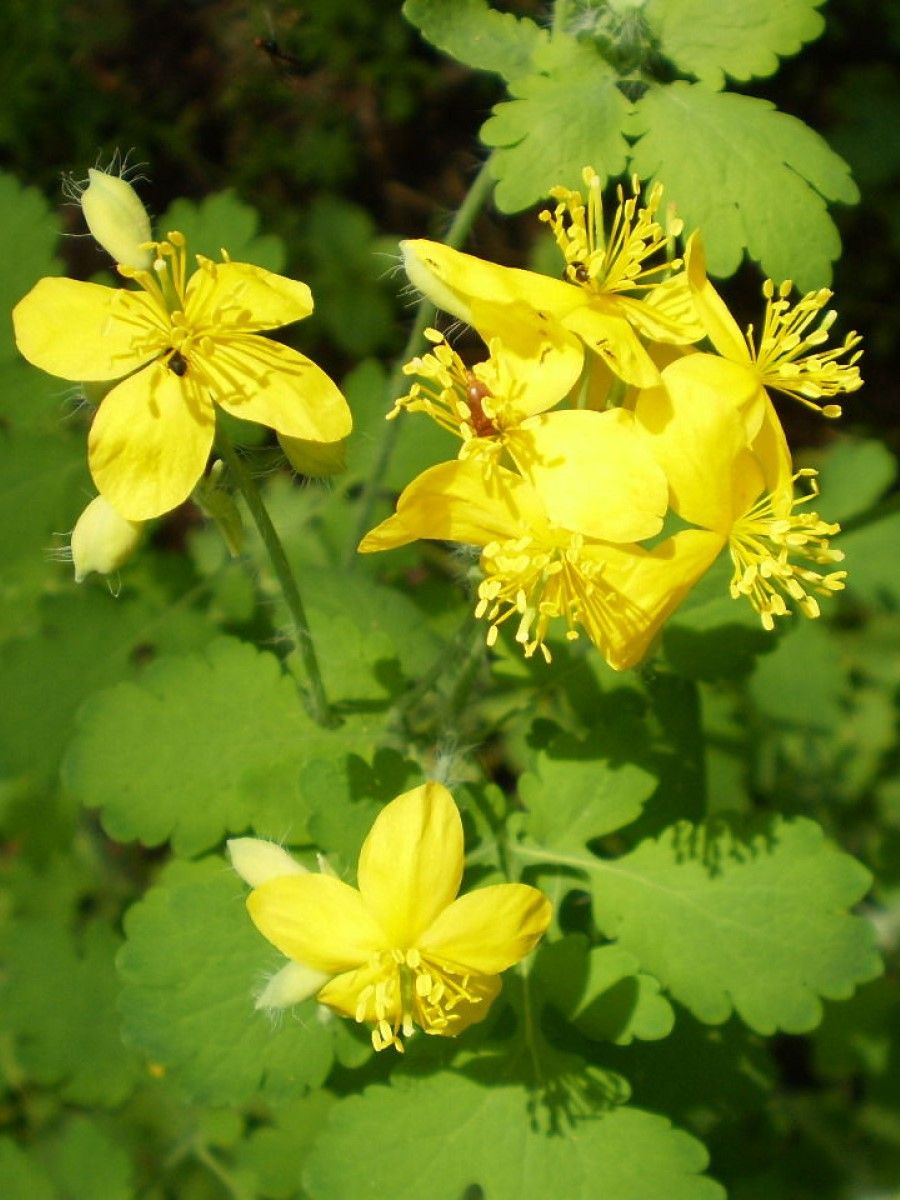 Семена Чистотел большой (Chelidonium majus), 70 штук