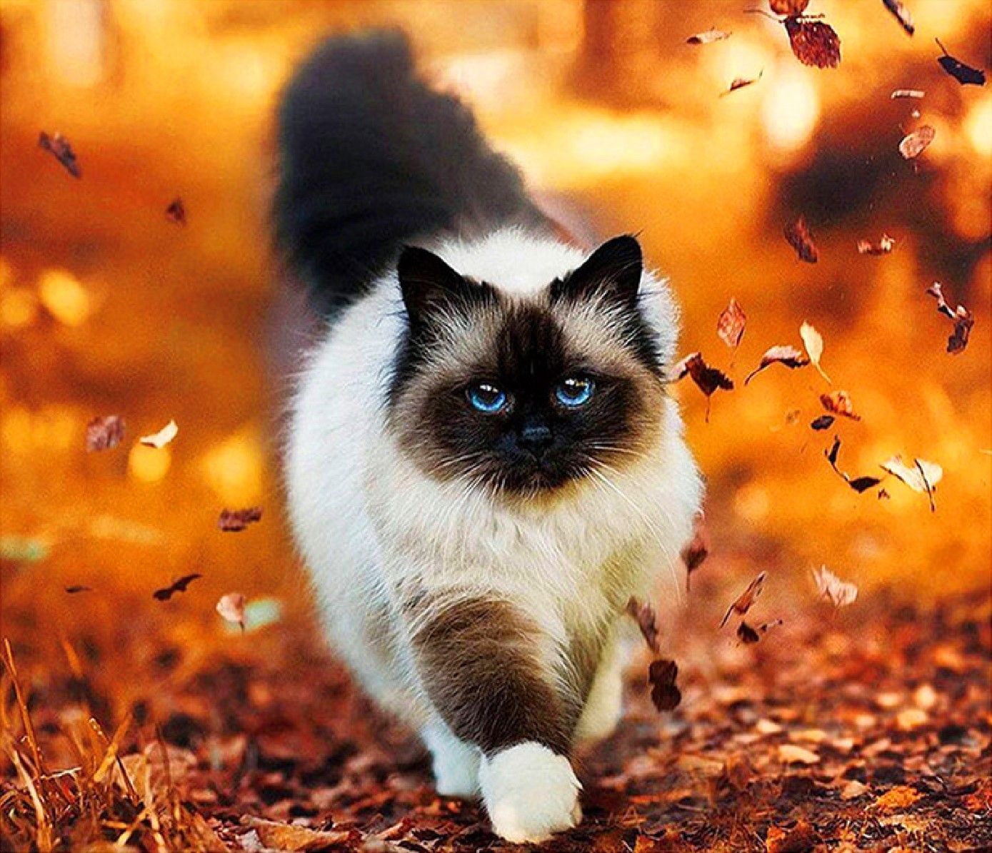 Фотография котика