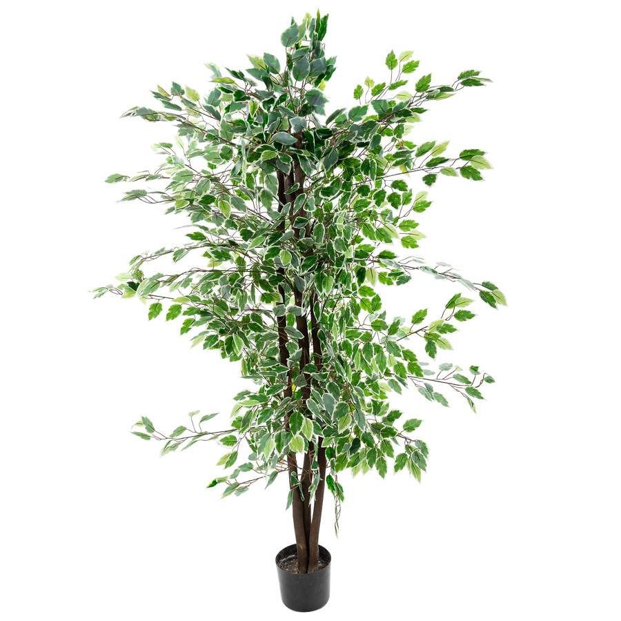 Куфар Бай Минск Комнатные Растения Купить Недорого