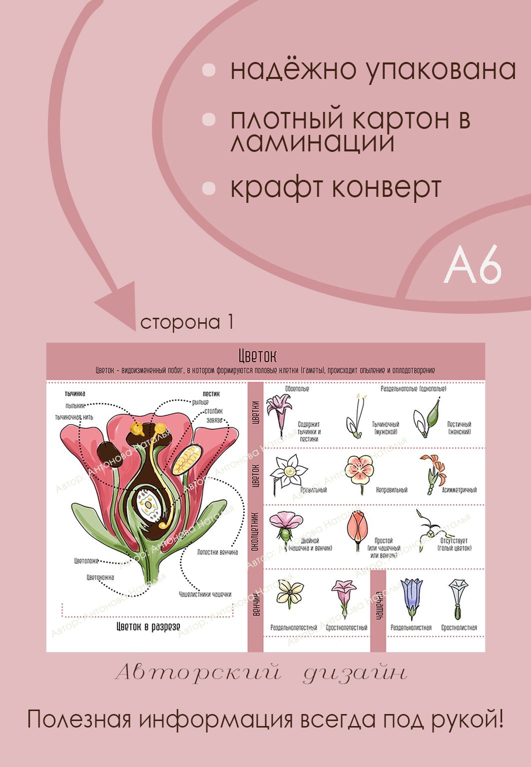 Цветок и соцветие - карточка по ботанике обучающая