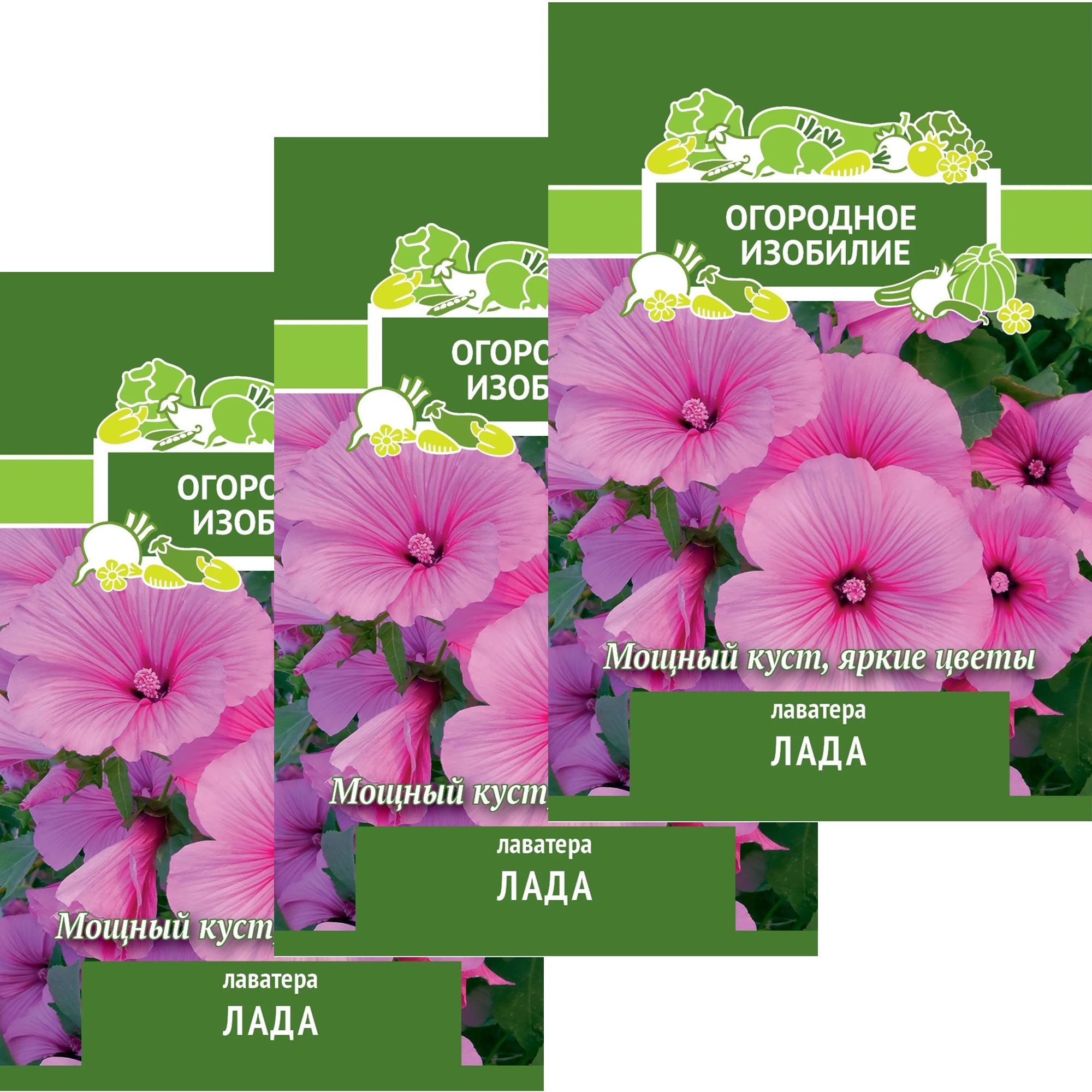 лаватера фото и описание