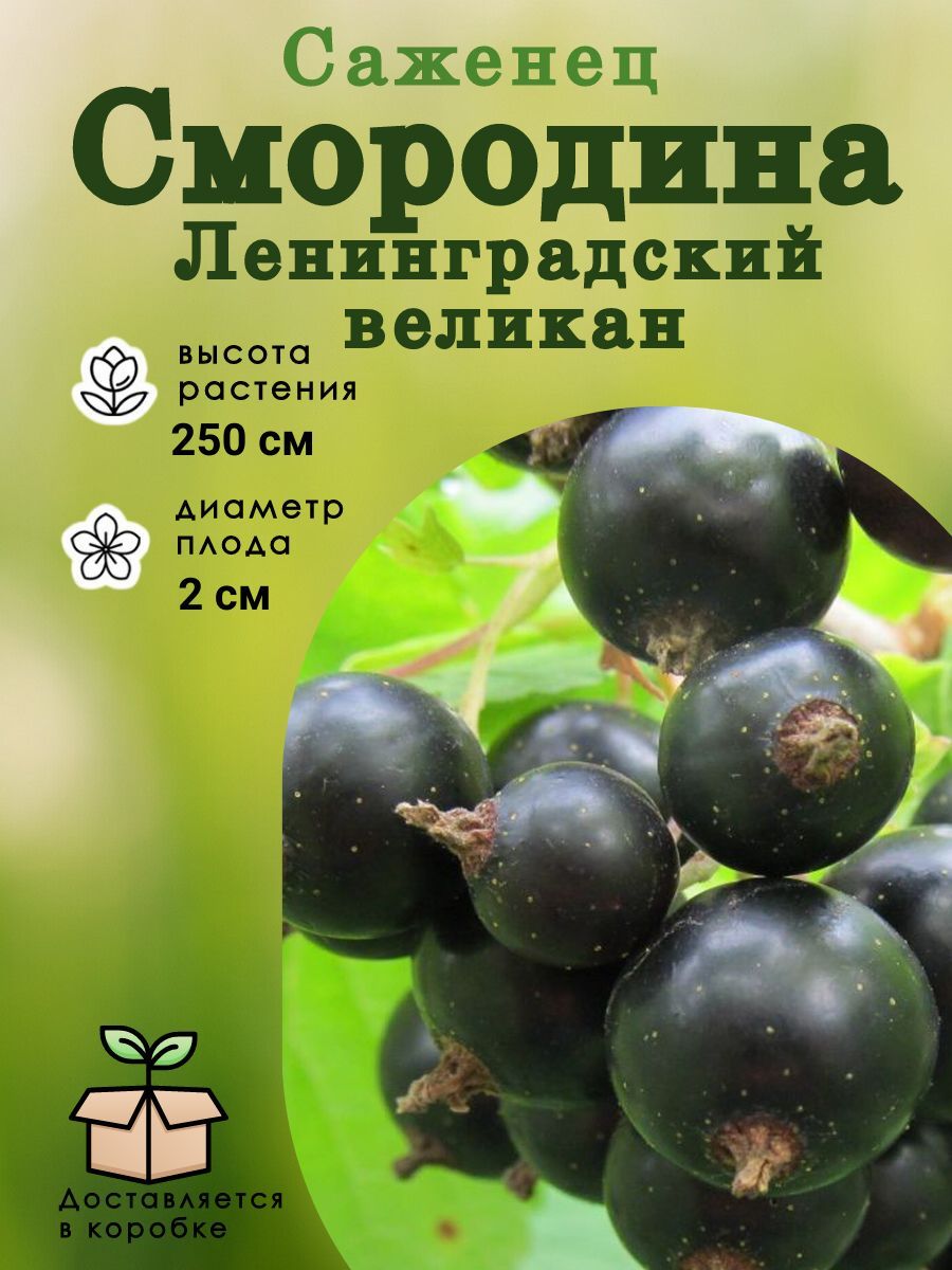 Смородина гигант описание сорта. Смородина Ленинградский великан. Саженцы смородины.