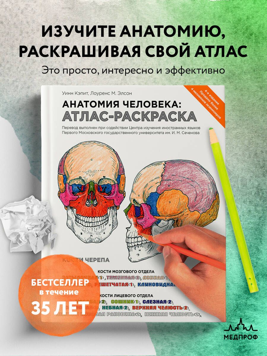 Анатомия человека: атлас-раскраска | Элсон Лоренс М., Кэпит Уинн - купить с  доставкой по выгодным ценам в интернет-магазине OZON (249401093)