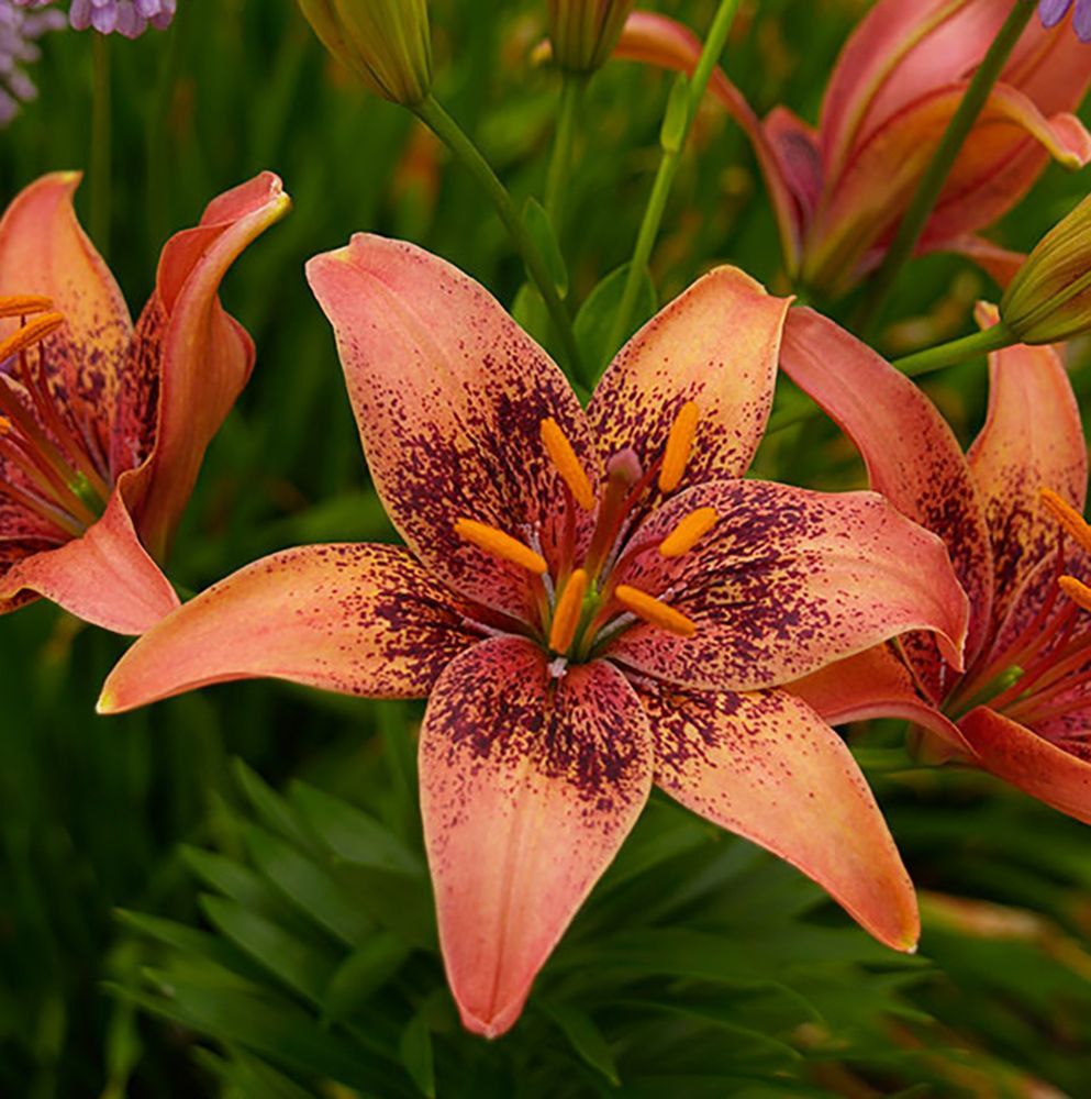 Lilium 'Whistler'