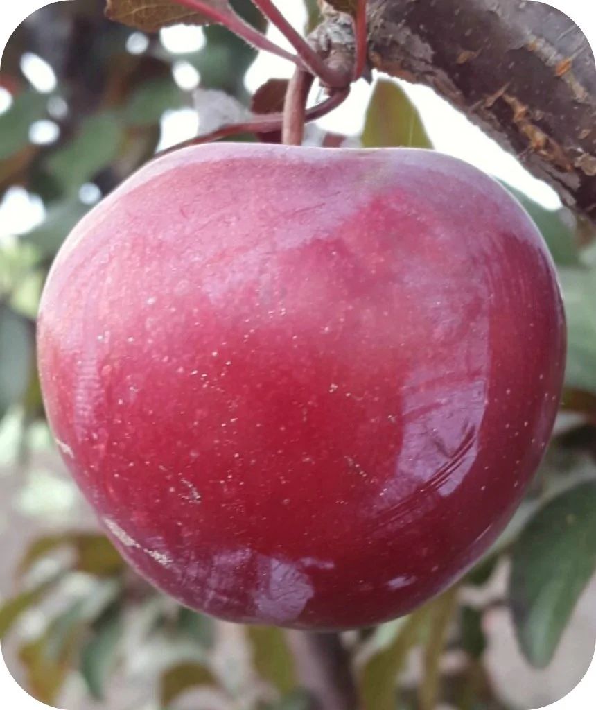 Саженцы Слива краснолистная Голливуд - купить с доставкой по выгодным ценам в ин