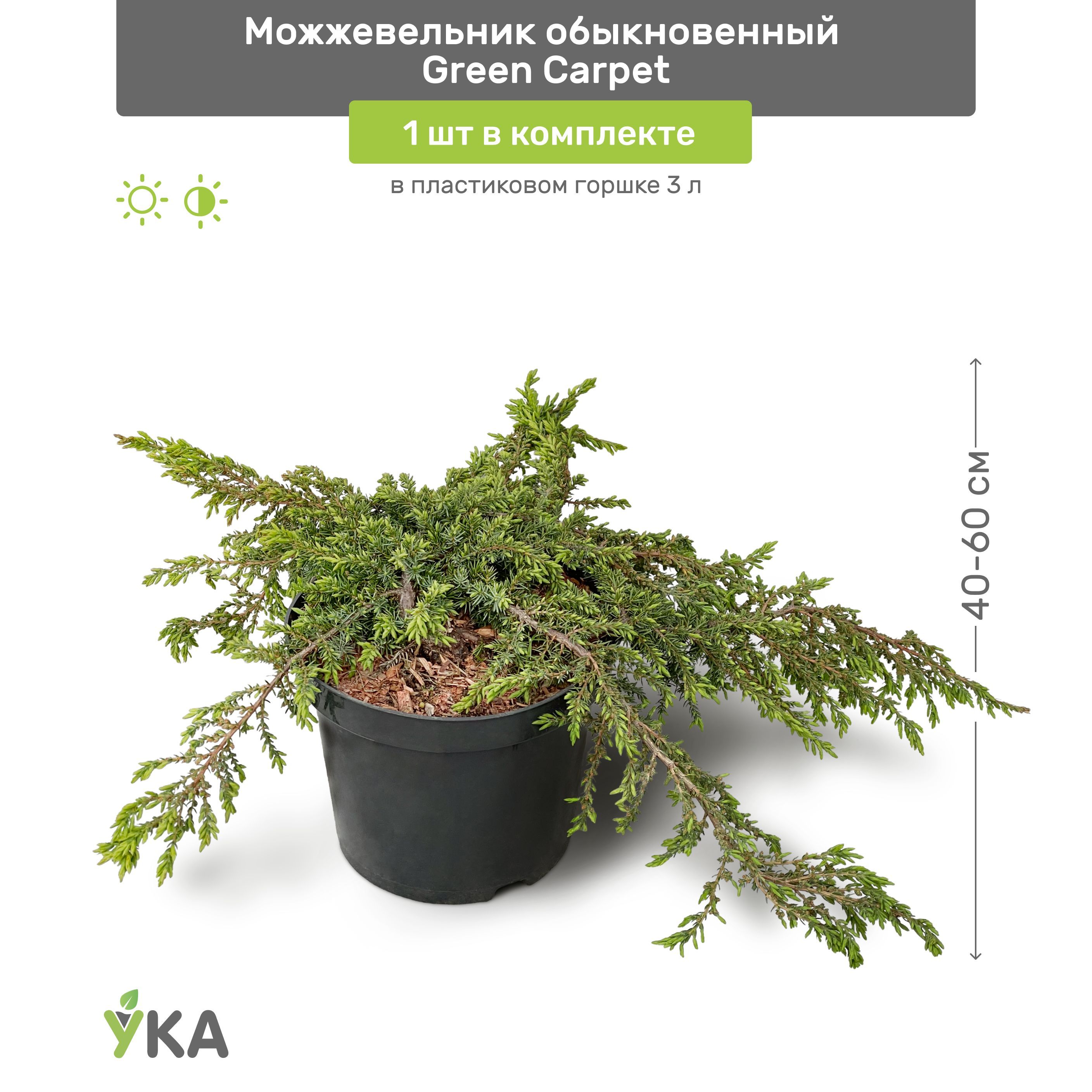 Можжевельник Грин карпет. Можжевельник обыкновенный Green Carpet. Можжевельник горизонтальный Грин карпет. Можжевельник Грин карпет на штамбе.