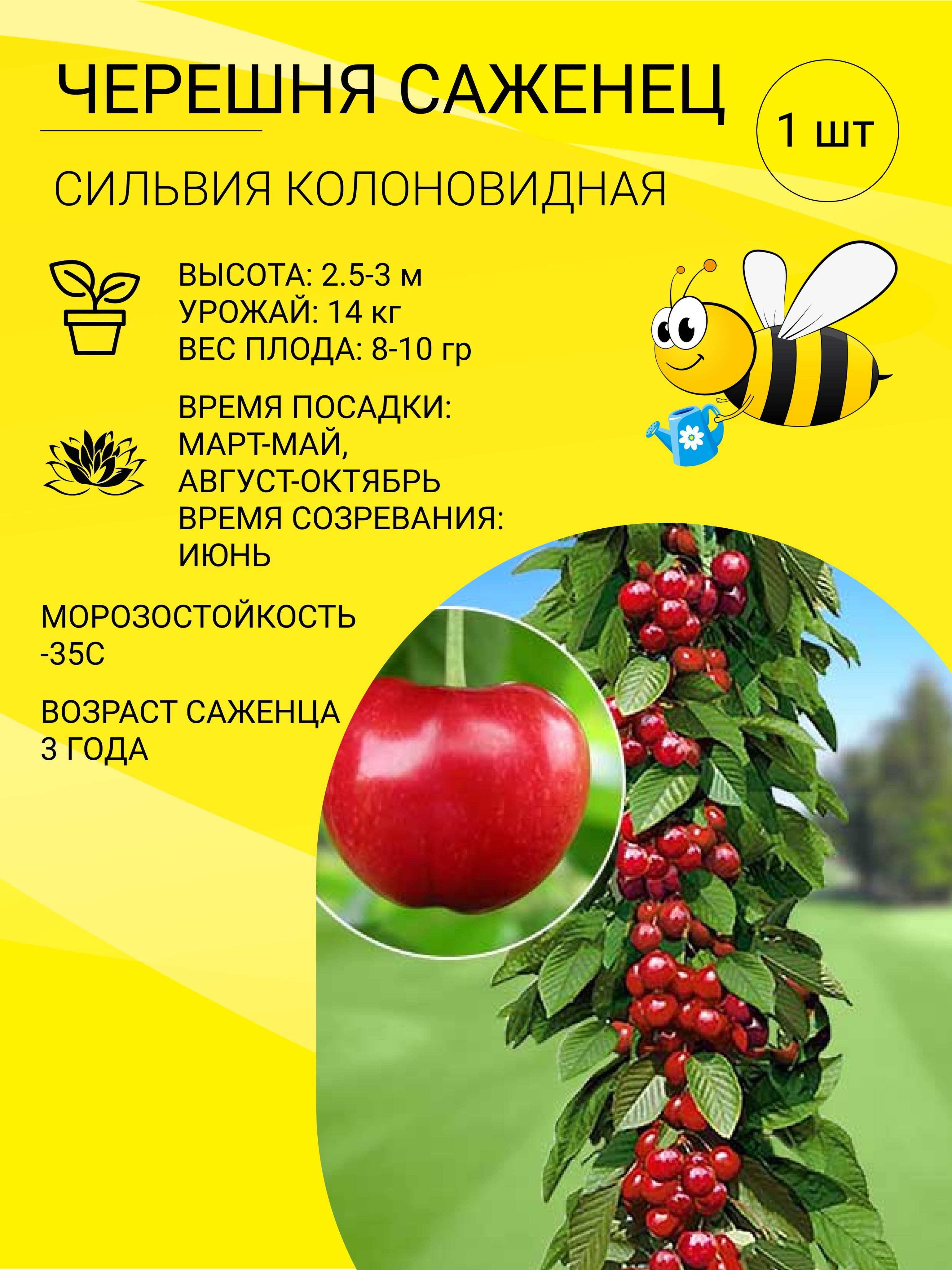 Описание сорта