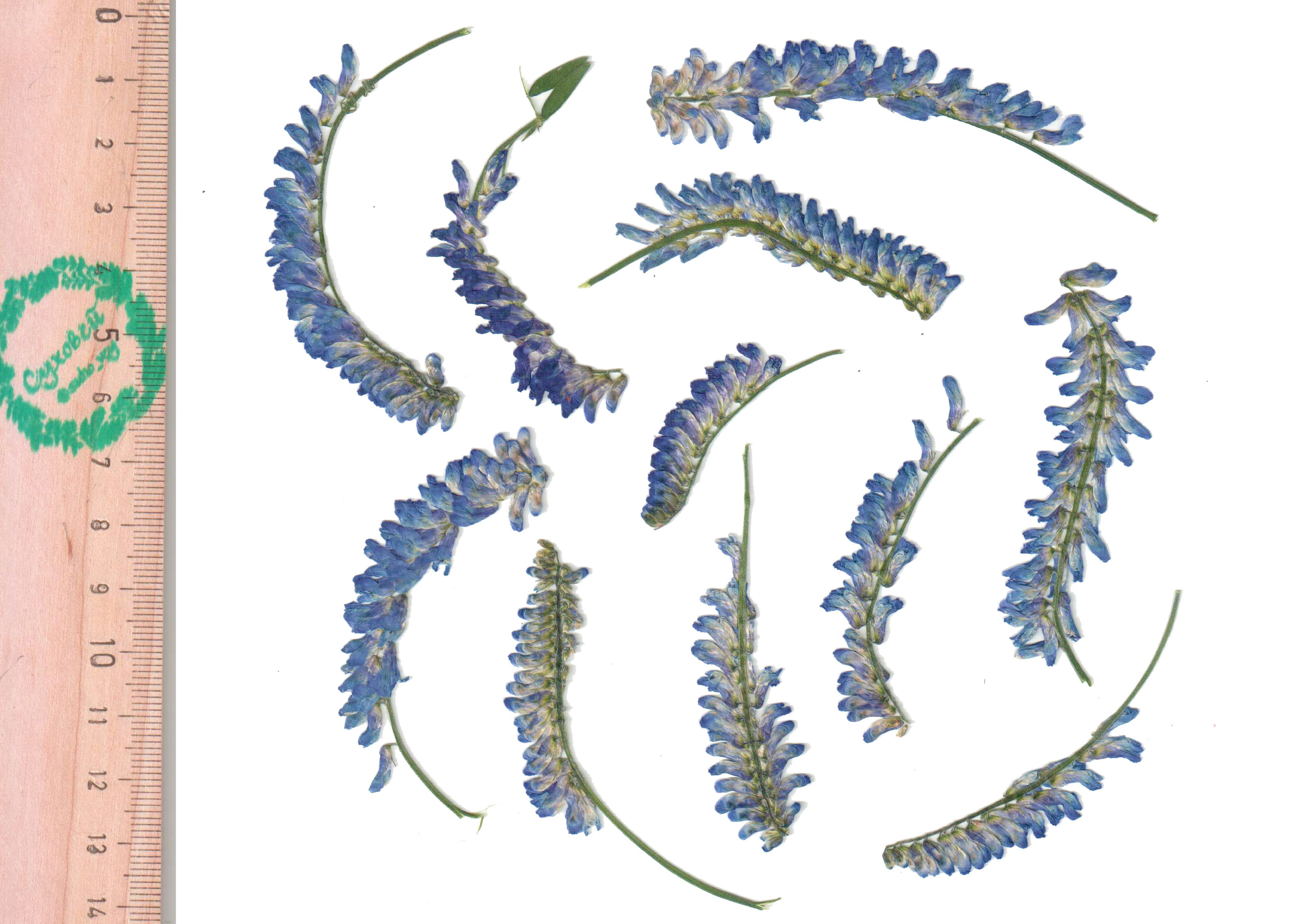 мышиный горох. мышиный горошек луговой. мышиный горошек луговой. мышиный горошек на лугу. горошек мышиный (vicia cracca).