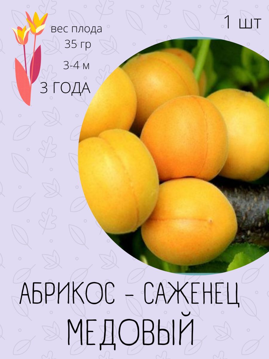 Абрикос Лель Описание Сорта Фото Отзывы