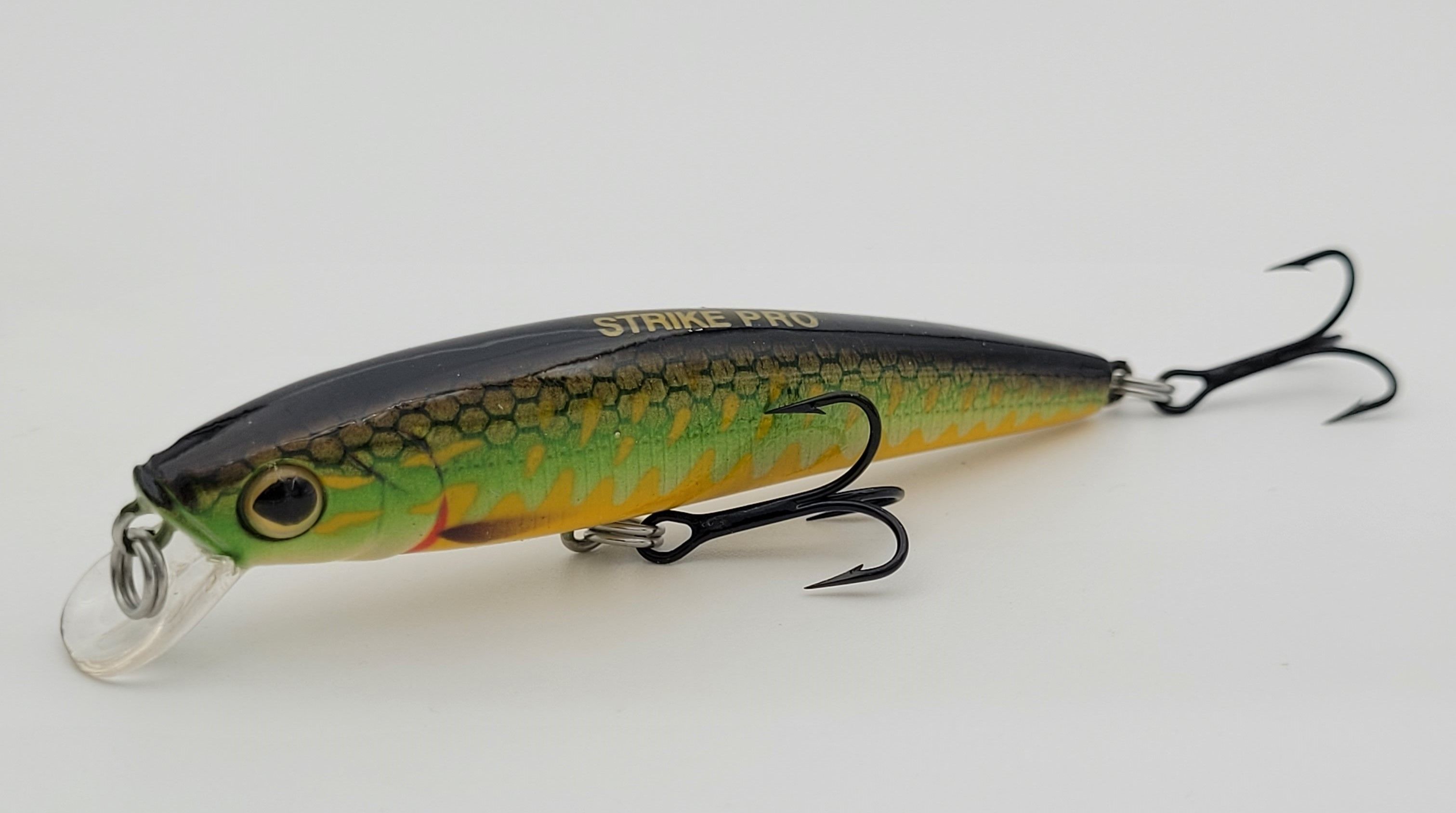 Arc minnow. Arc minnow
