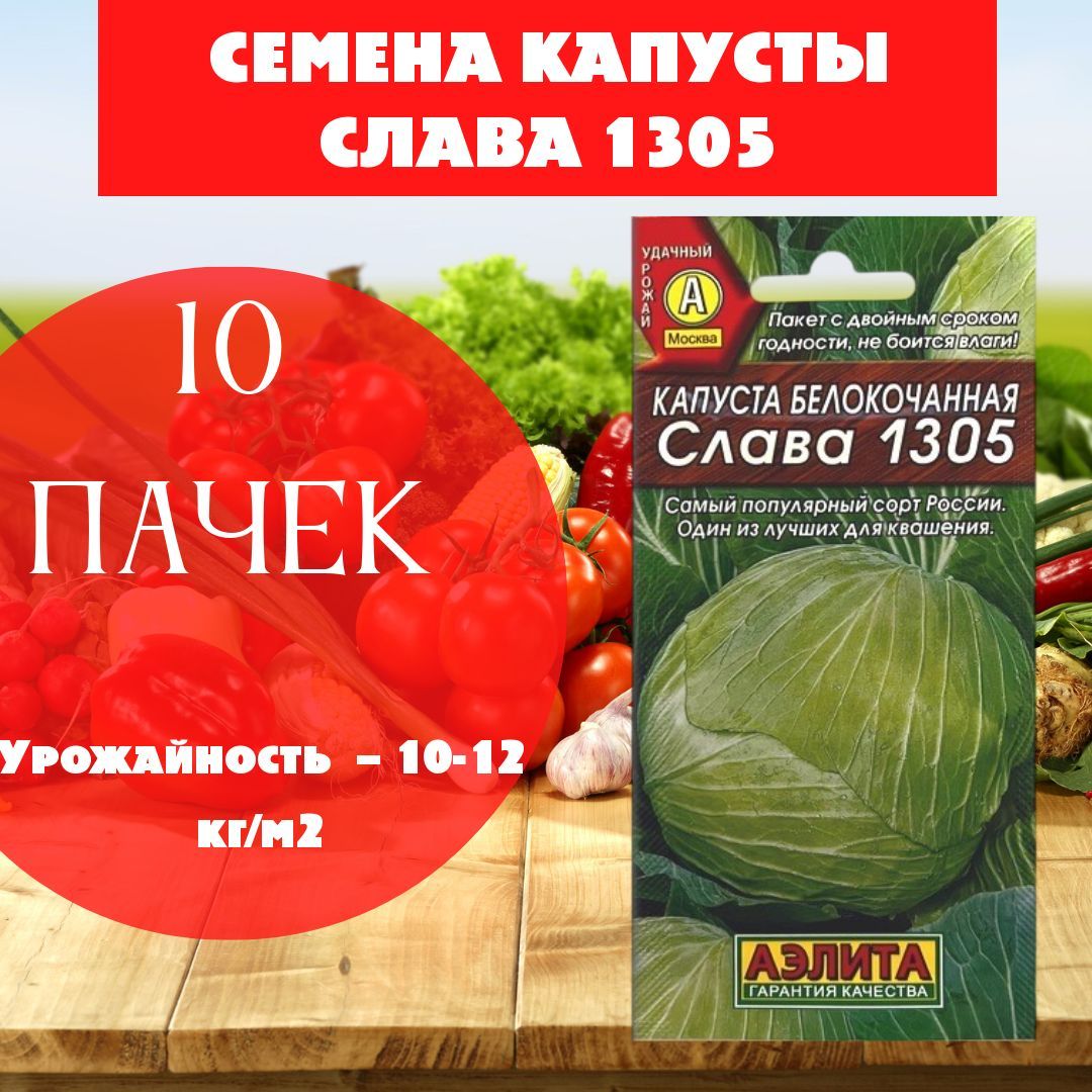 Сорт слава 1305