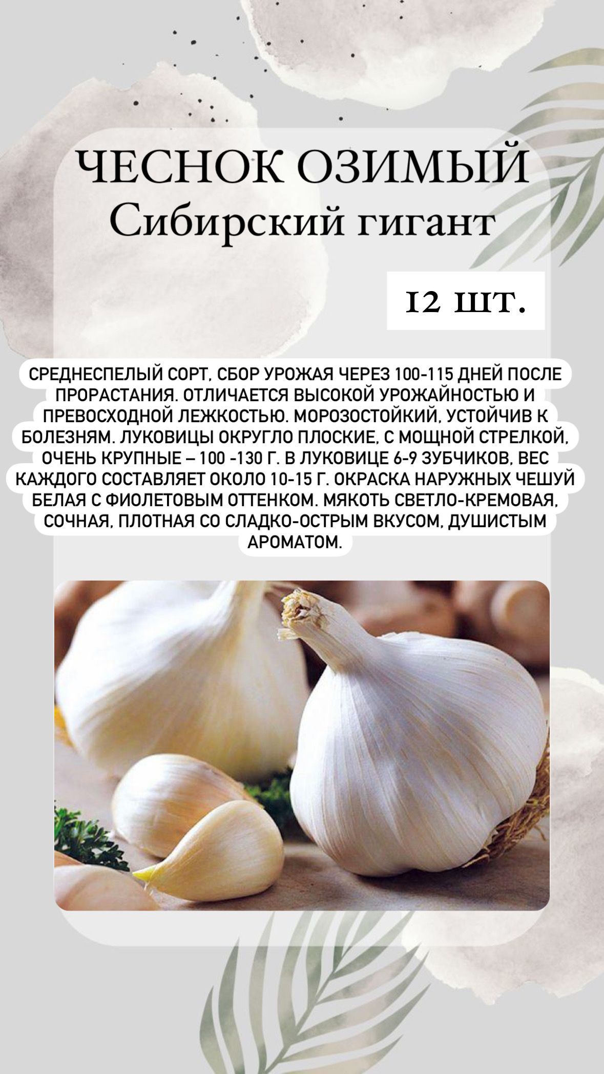 Чеснок сибирский гигант. Яровой чеснок. Чеснок Сибирский гигант описание сорта