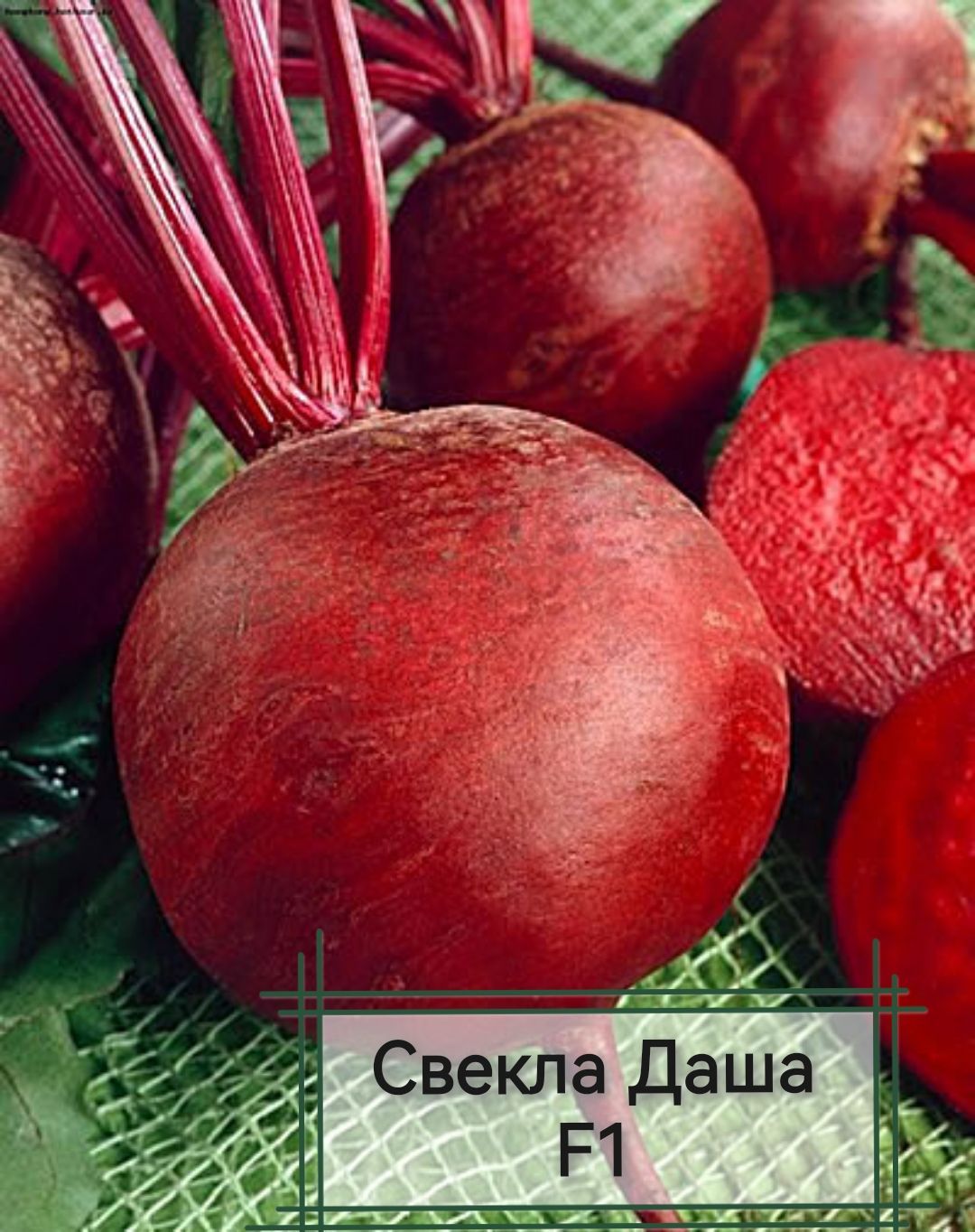 Купить Семена Свеклы Рафинад