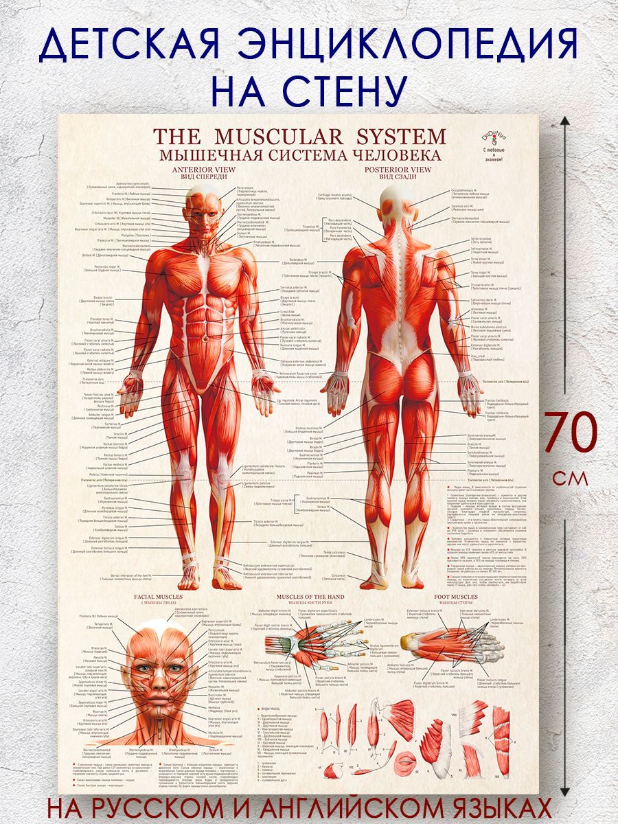 Большой постер по анатомии мышц на русском и английском
