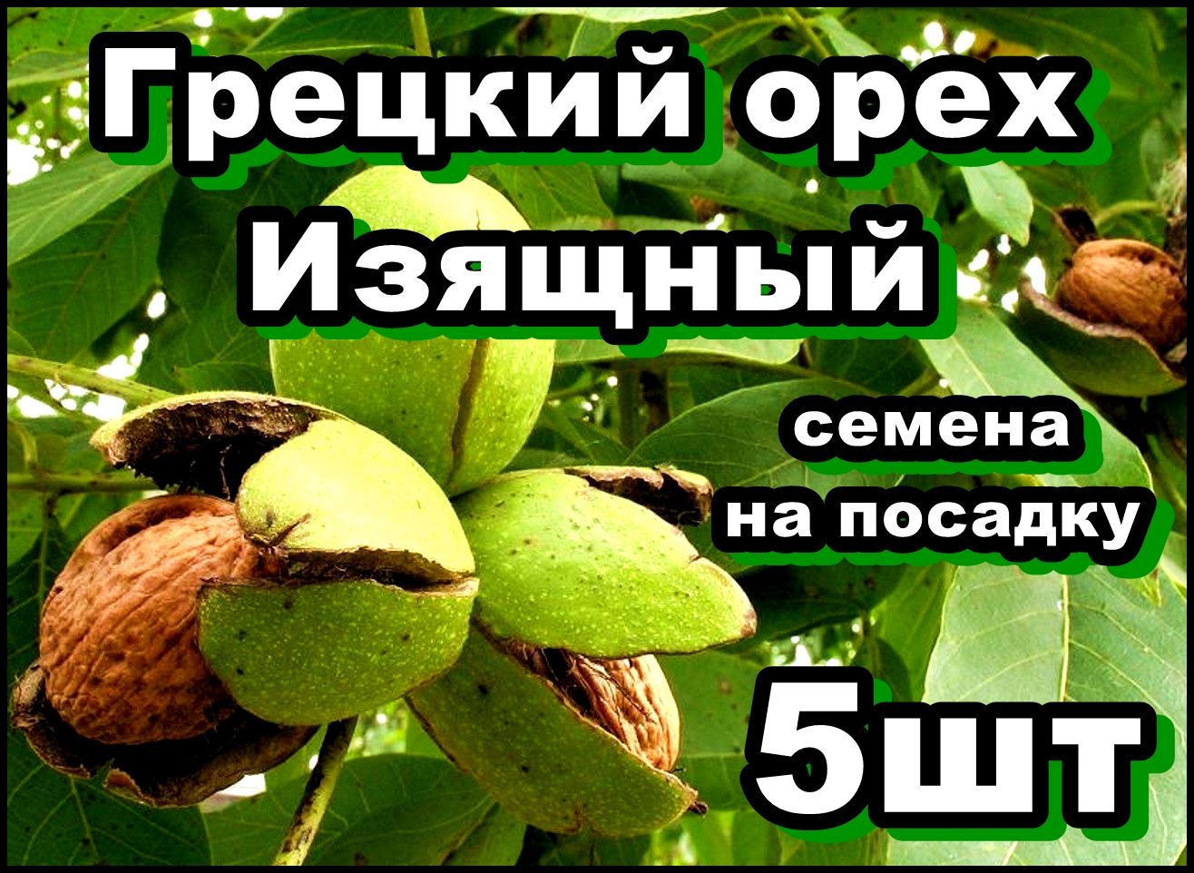 Купить В Золотом Орехе