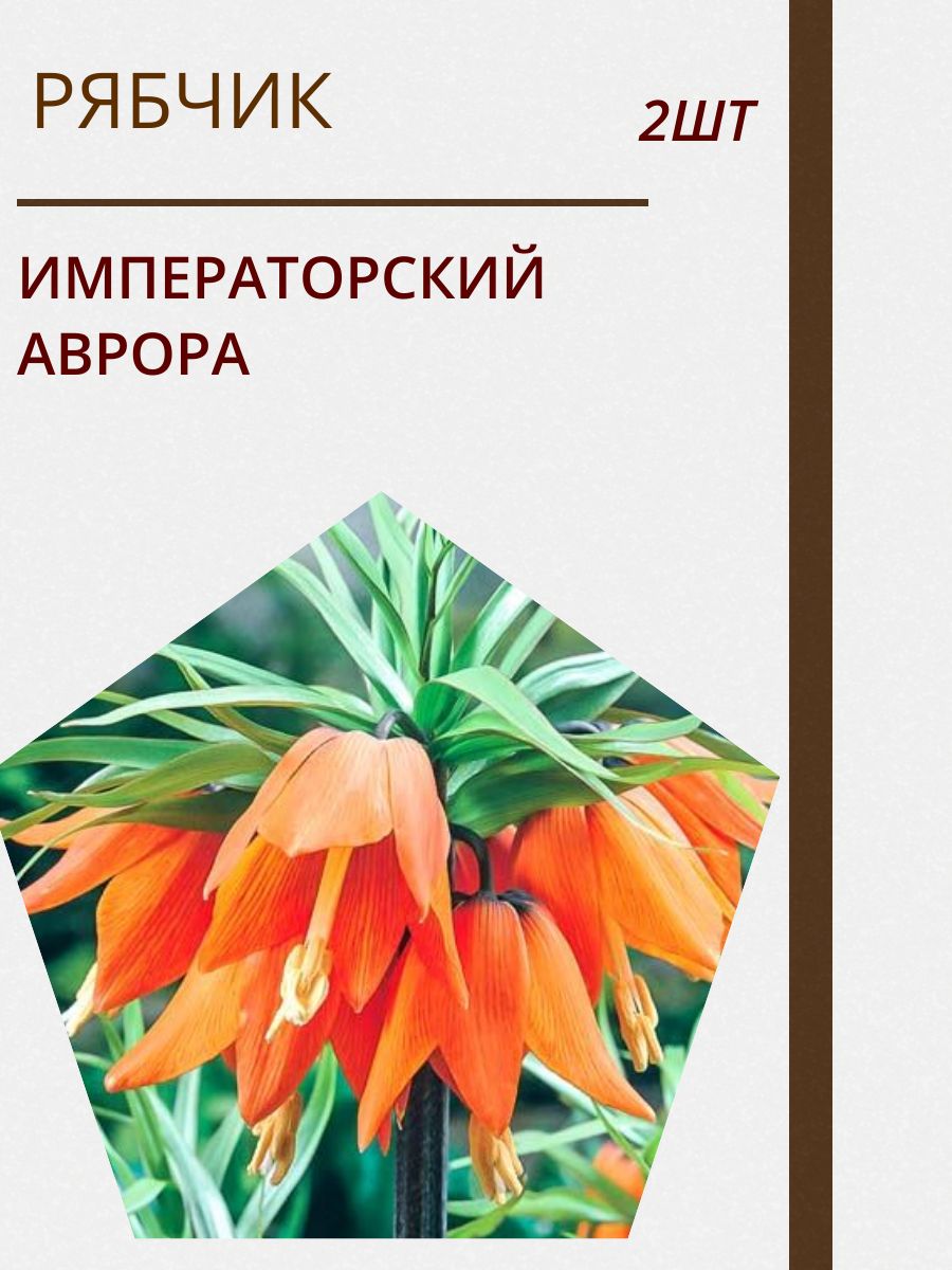 Купить Луковицы Рябчиков Недорого