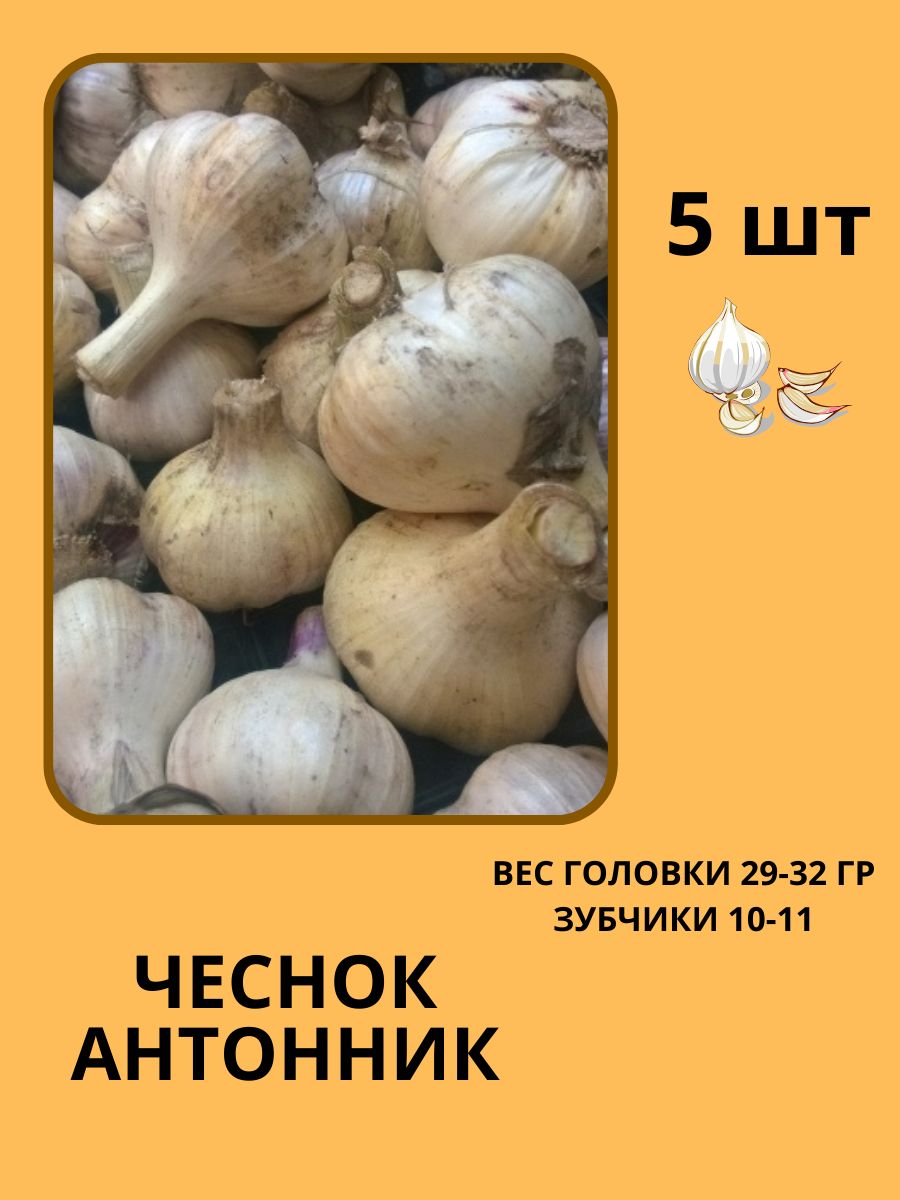 Луковицы Чеснок купить по выгодной цене в интернет-магазине OZON(1274319544)