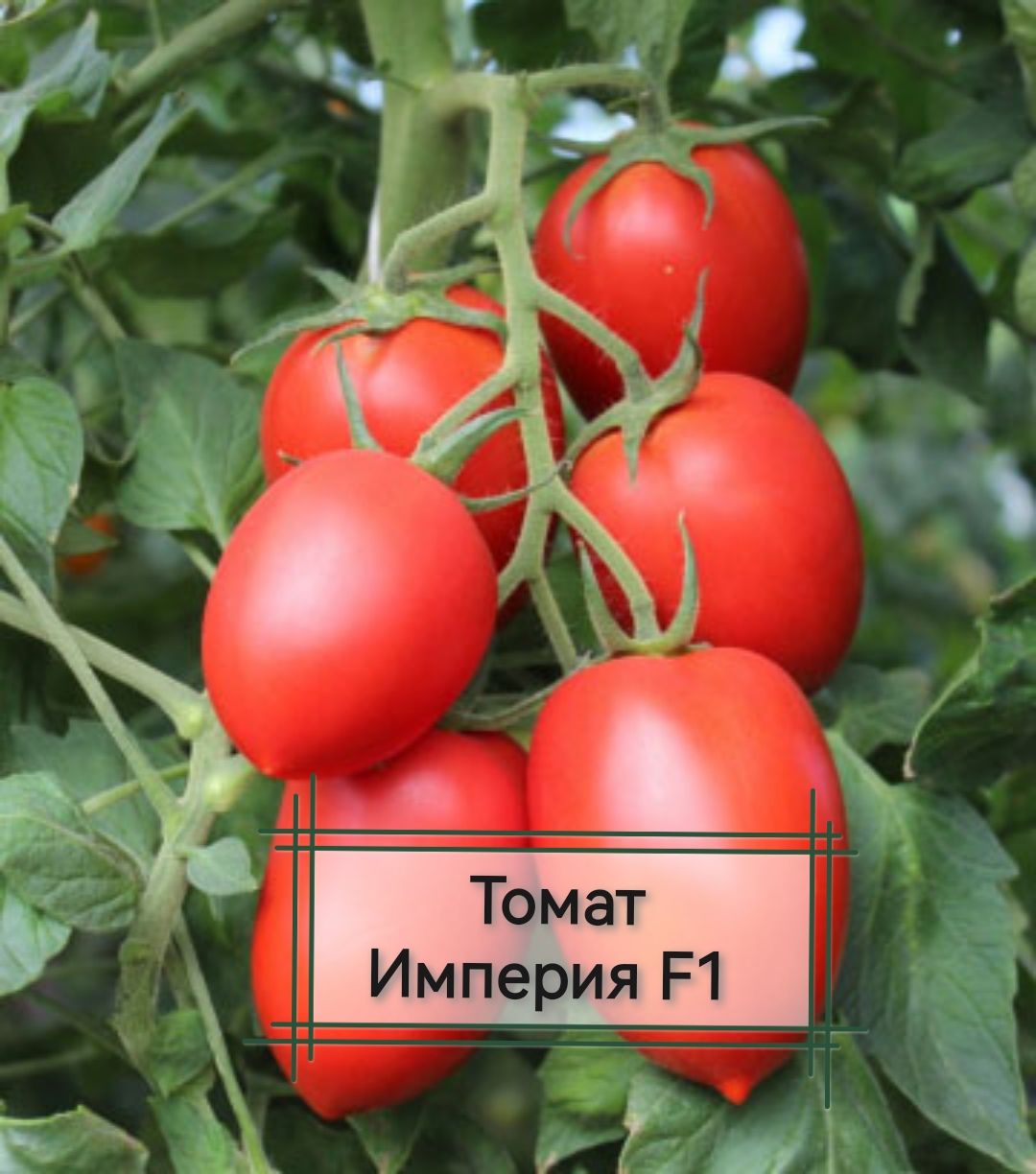 Томат империя отзывы фото