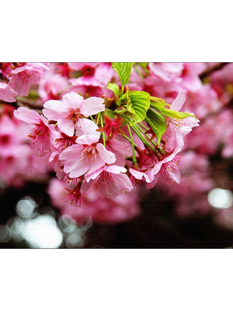 Sakura 50 50. Sakura 50 50