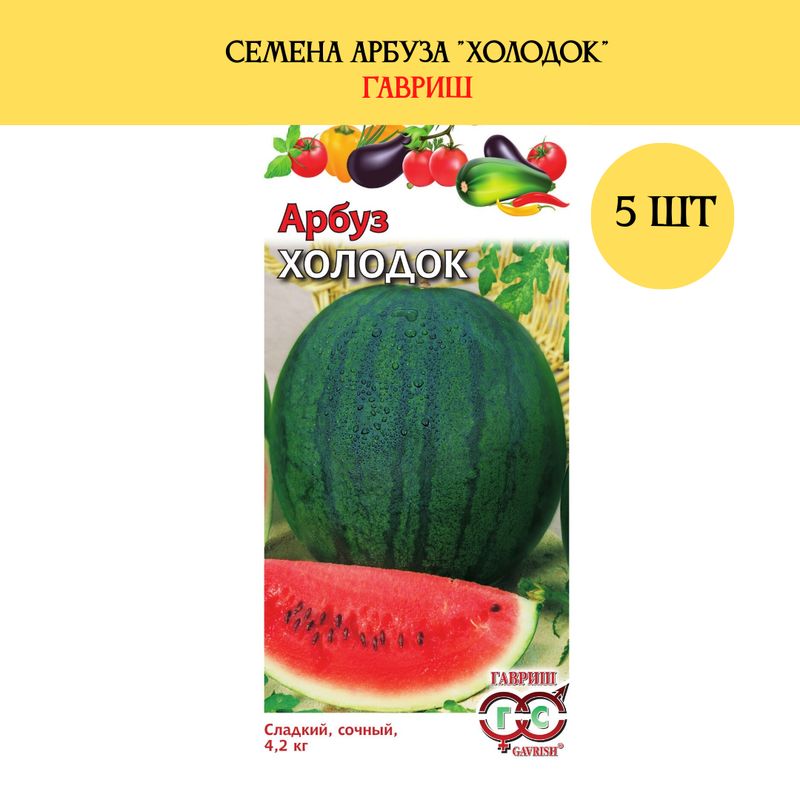 Астраханский сорт арбуза холодок. Зимний сорт арбуза холодок. Астраханский сорт арбуза холодок. Арбуз холодок фото. Астраханский сорт арбуза холодок.