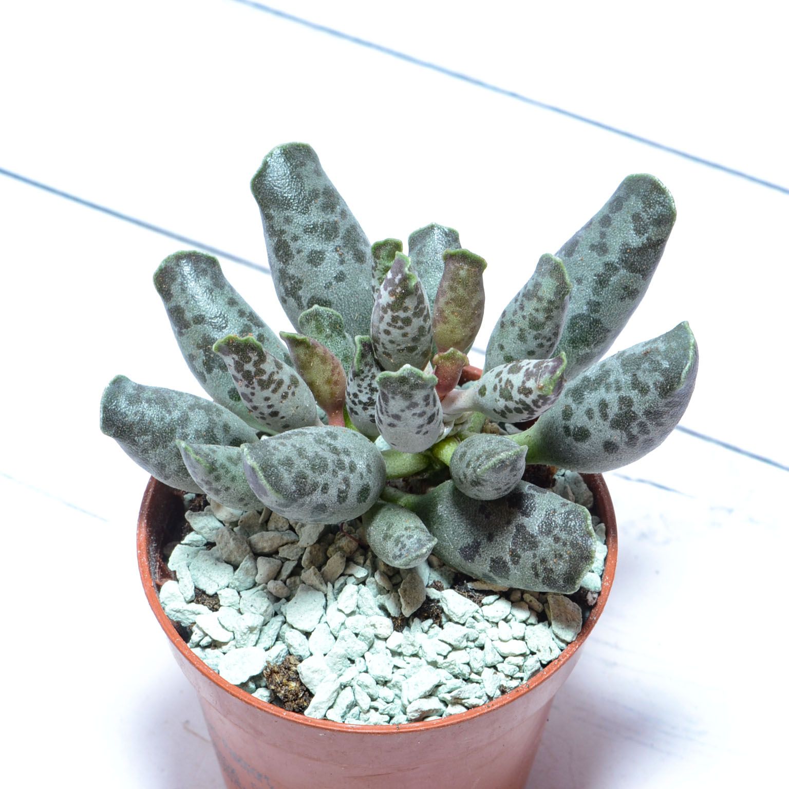 Суккулент Adromischus Festivus grey (Адромискус). Диаметр горшка 5 см. Субстрат Succuterra Classic и фирменный горшочек в комплекте.