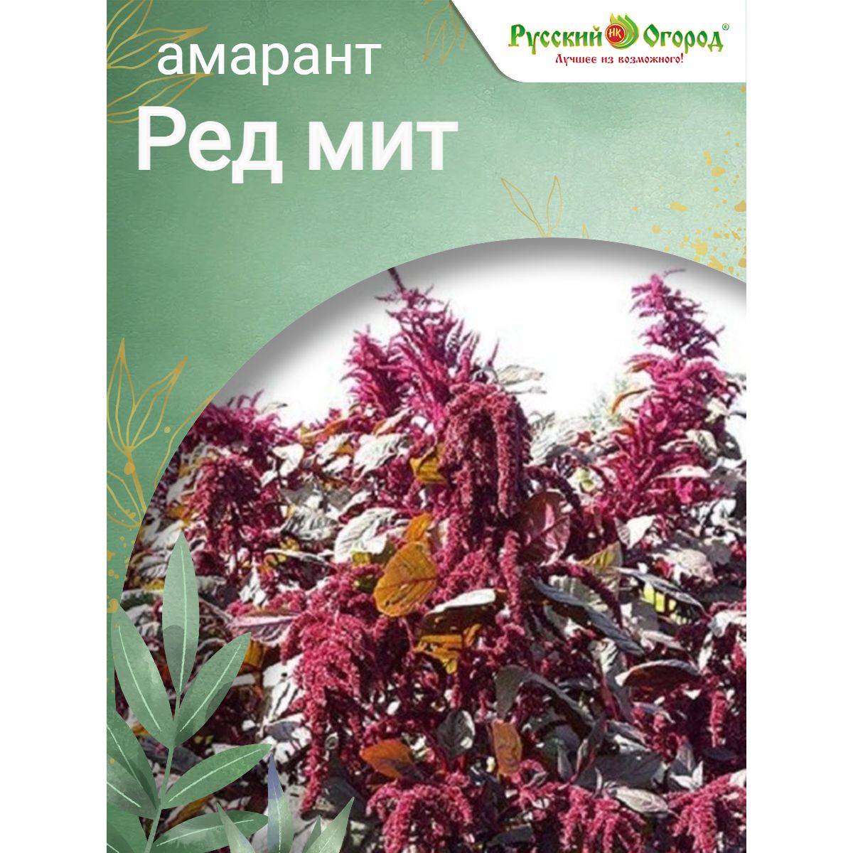 Амарант Растения Семенами Купить Семена