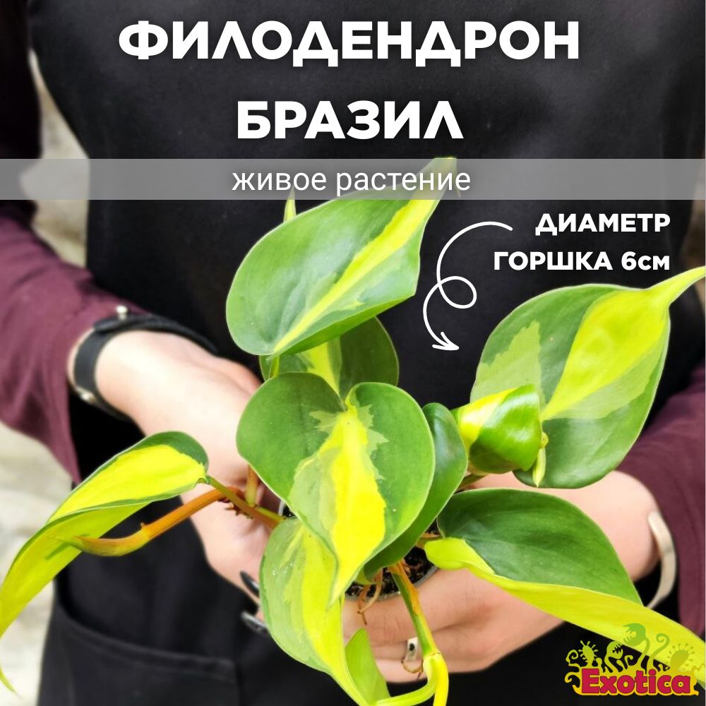 Филодендрон Сканденс Бразил (Philodendron Scandens Brazil) D6см