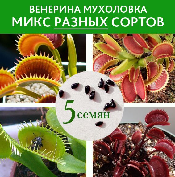 Мухоловка Семена 5 шт. микс РАЗНЫХ сортов