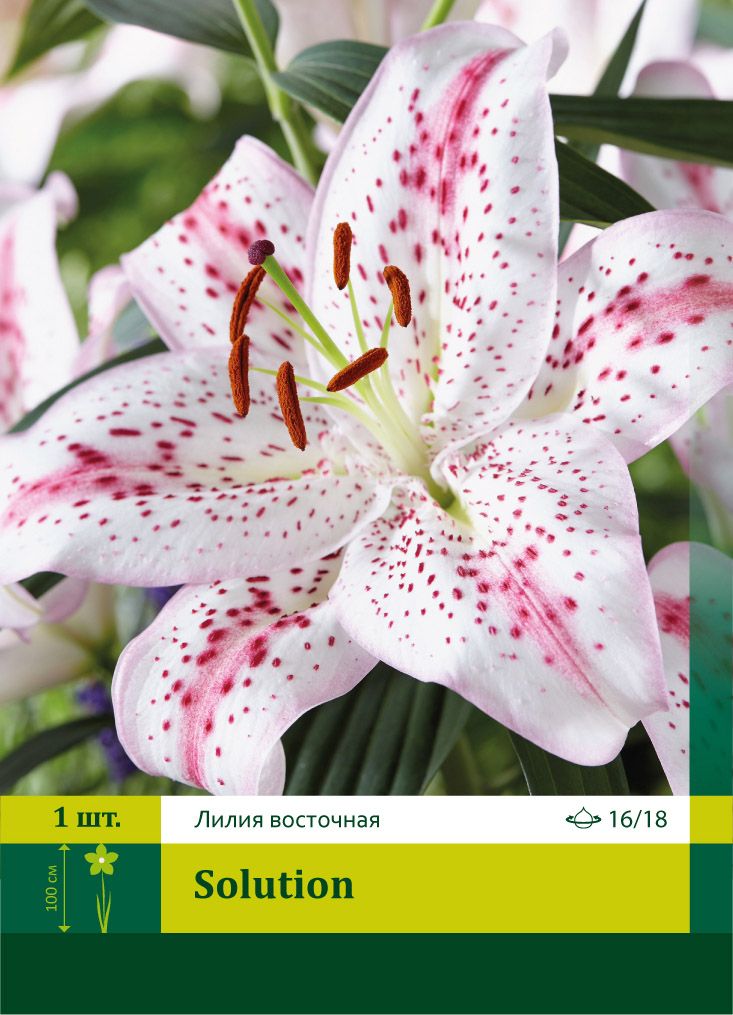 Купить Азиатские Лилии В Интернет Магазине