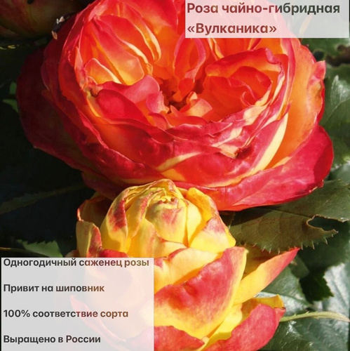 Роза вулканика фото и описание